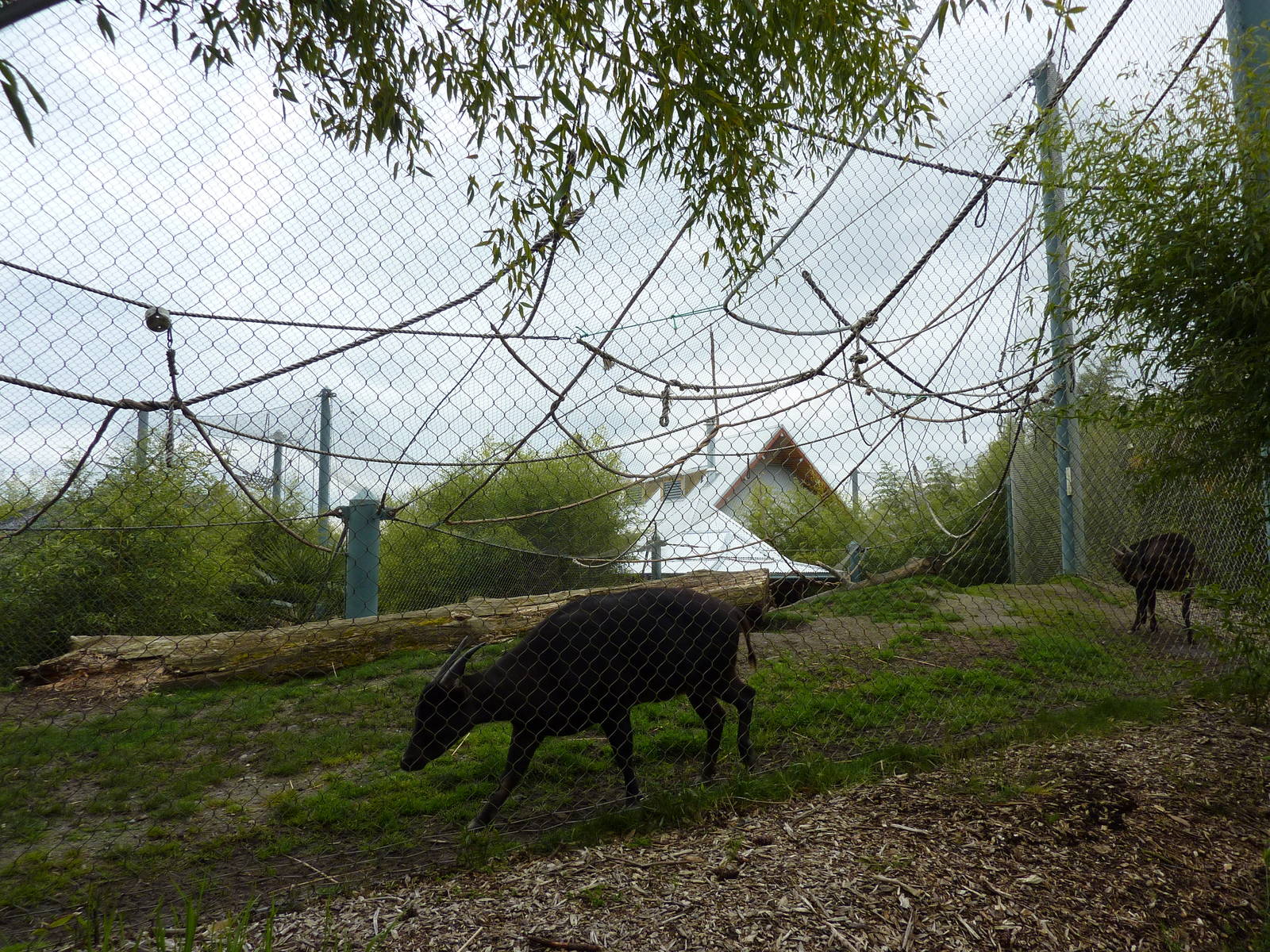 Asian Forest Sanctuary - Rotation Exhibit