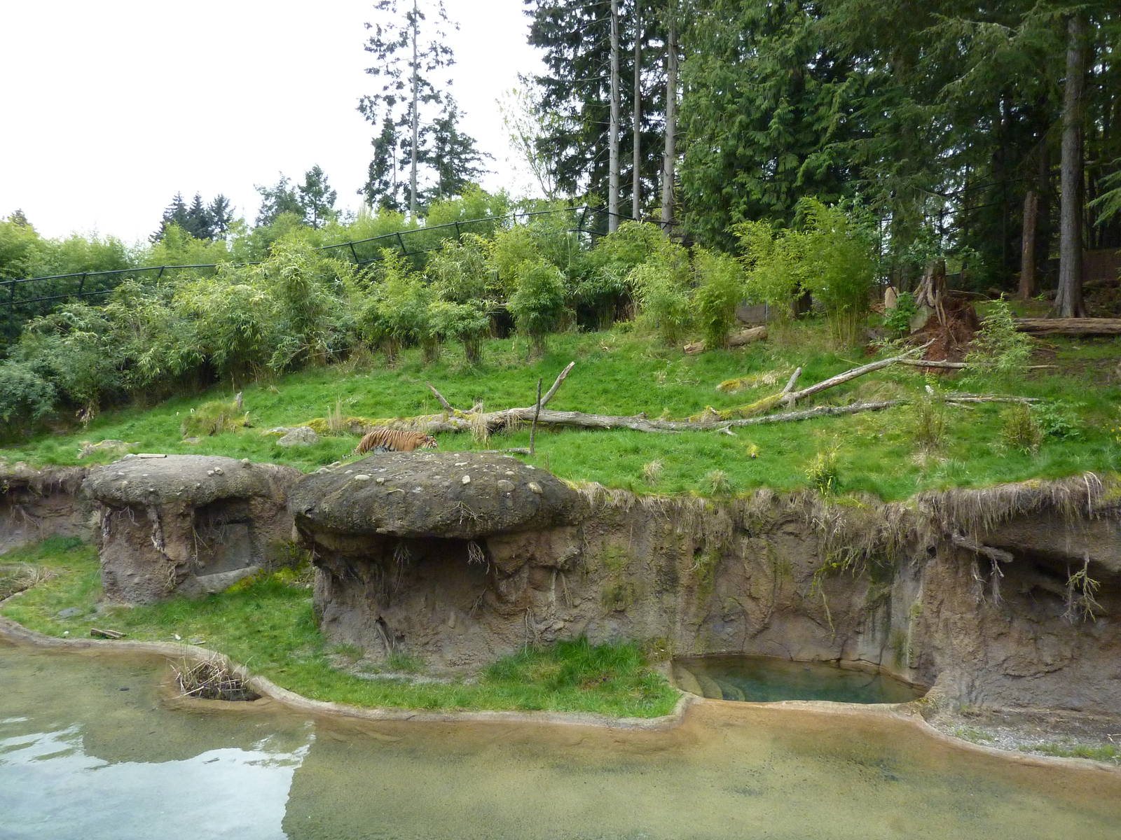 Asian Forest Sanctuary - Rotation Exhibit