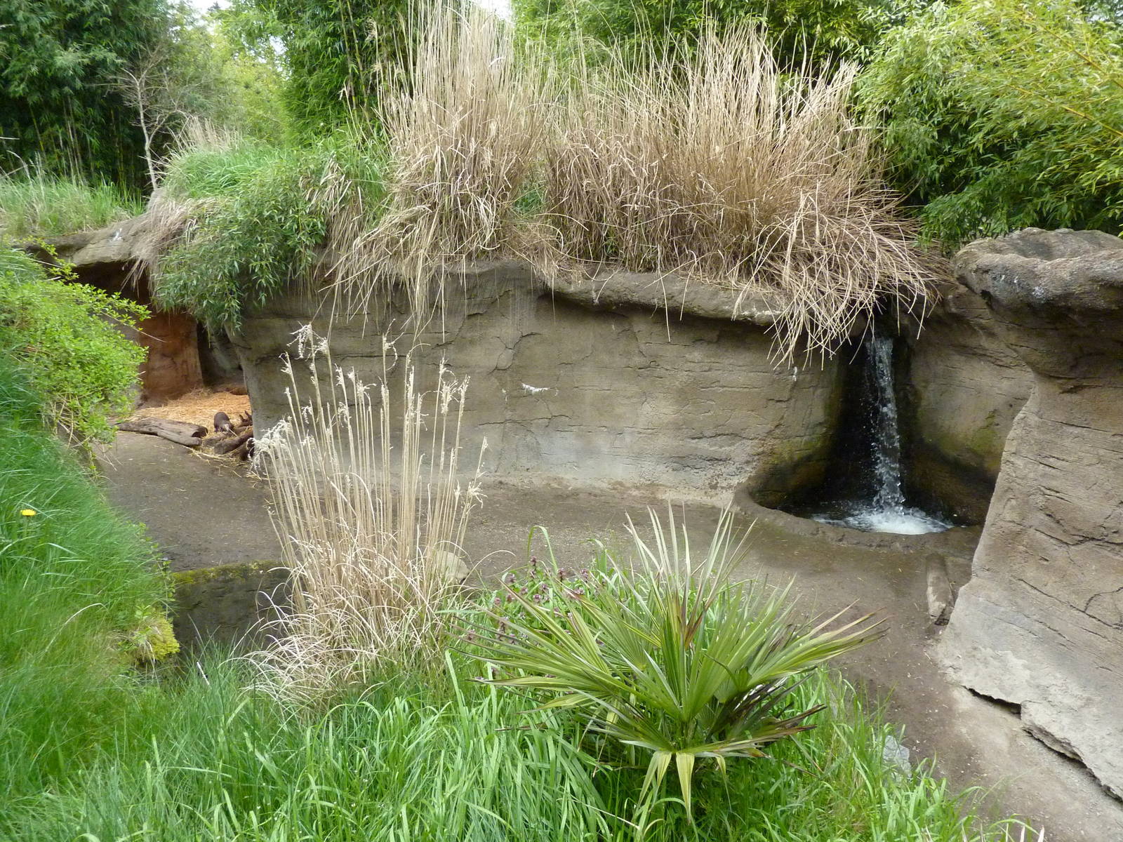 Asian Forest Sanctuary - Rotation Exhibit