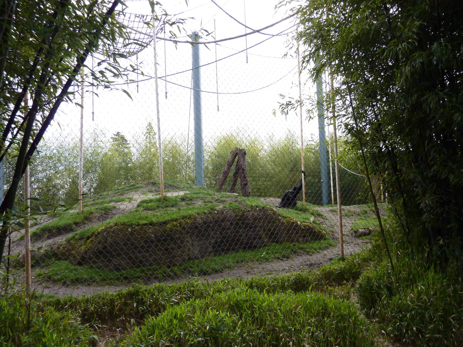 Asian Forest Sanctuary - Rotation Exhibit