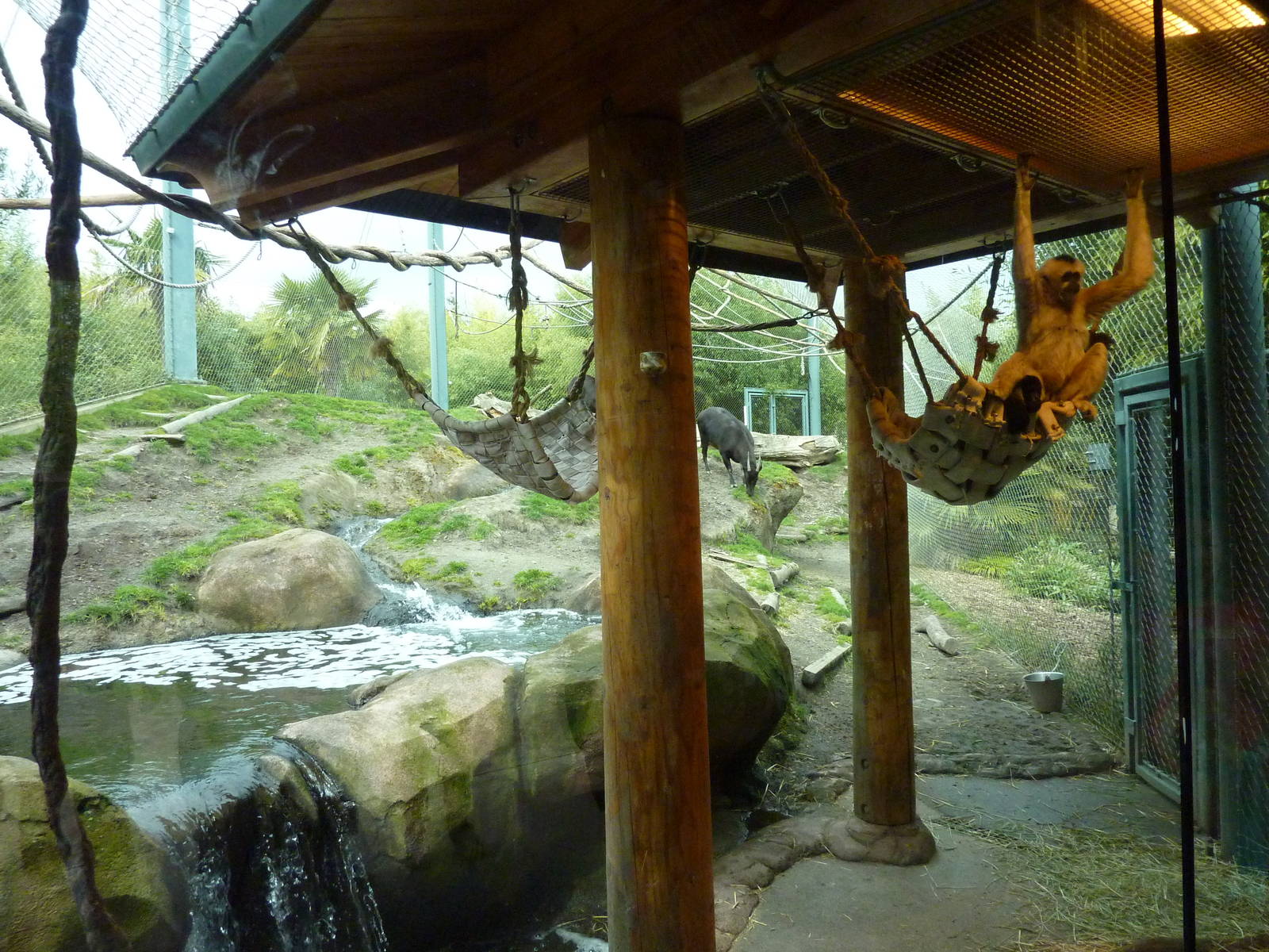 Asian Forest Sanctuary - Rotation Exhibit