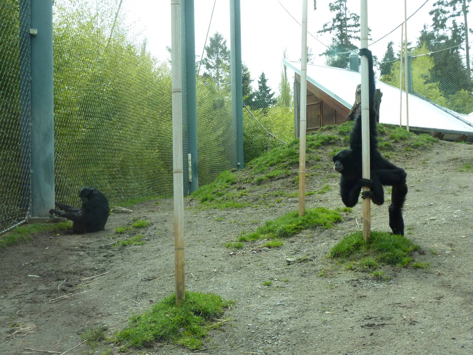 Asian Forest Sanctuary - Rotation Exhibit
