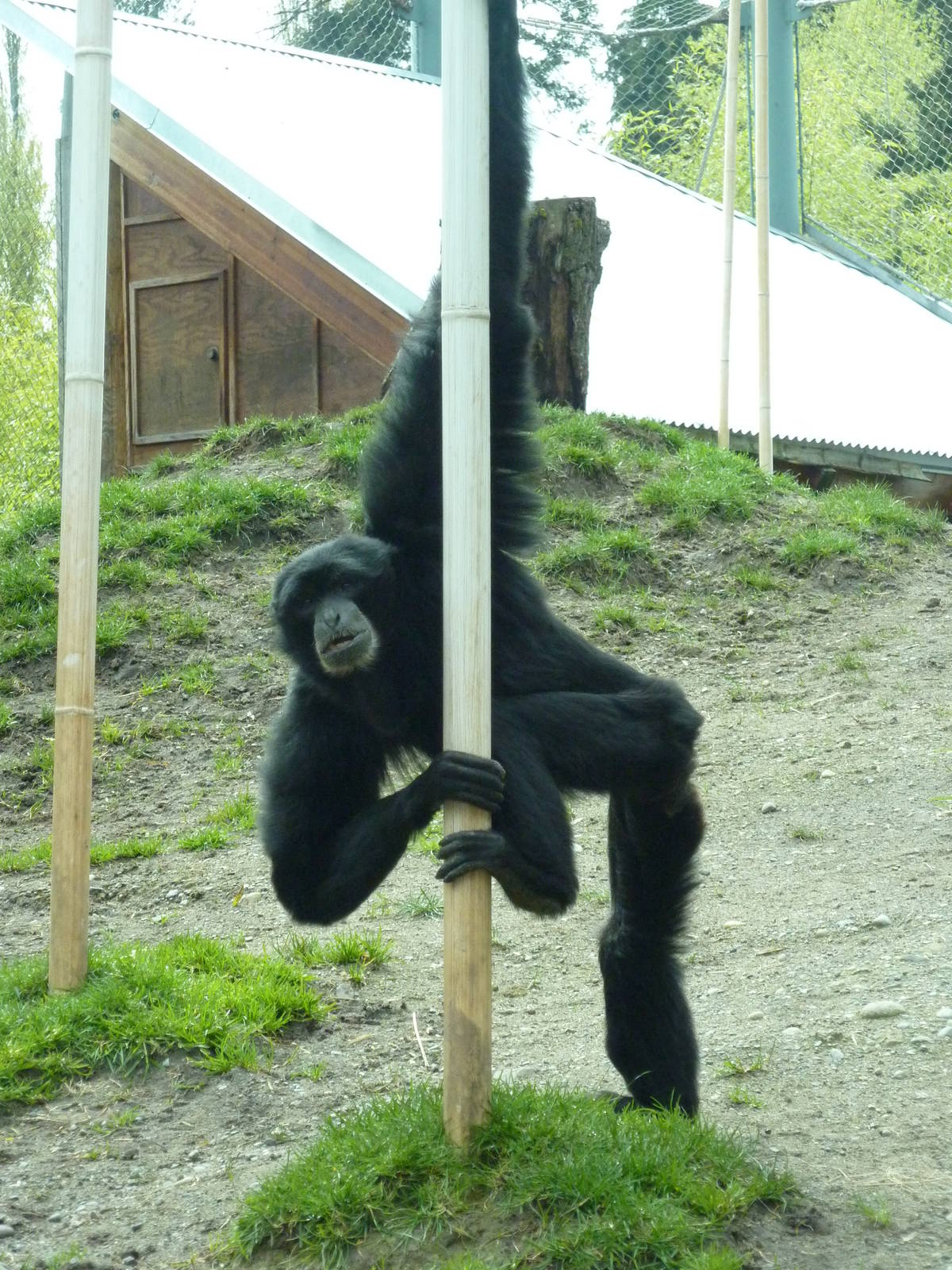 Asian Forest Sanctuary - Siamang