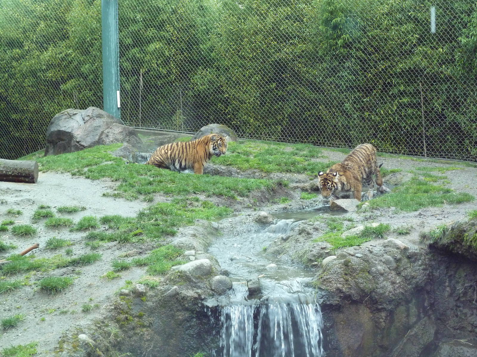 Asian Forest Sanctuary - Sumatran Tiger Cubs