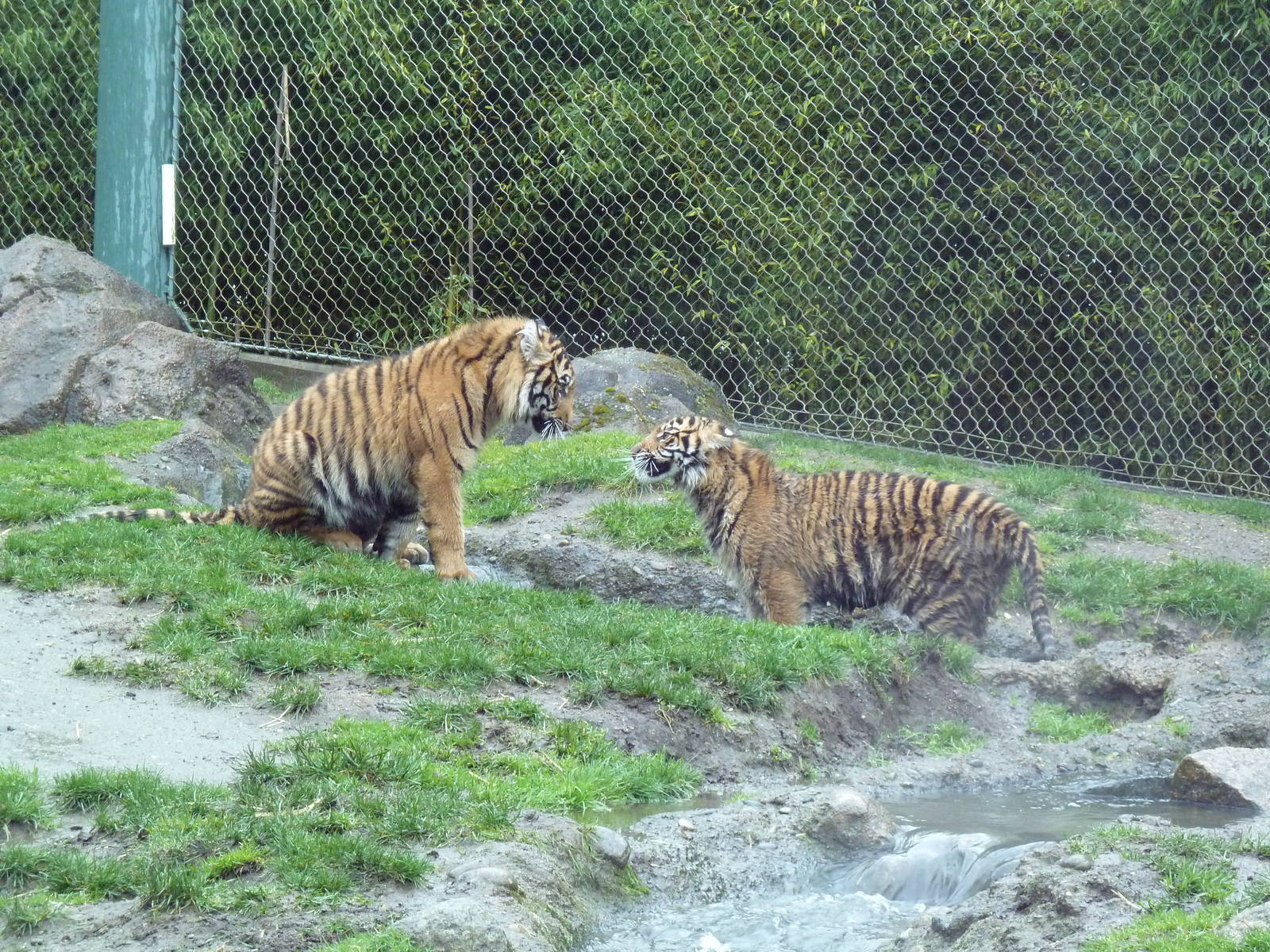 Asian Forest Sanctuary - Sumatran Tiger Cubs