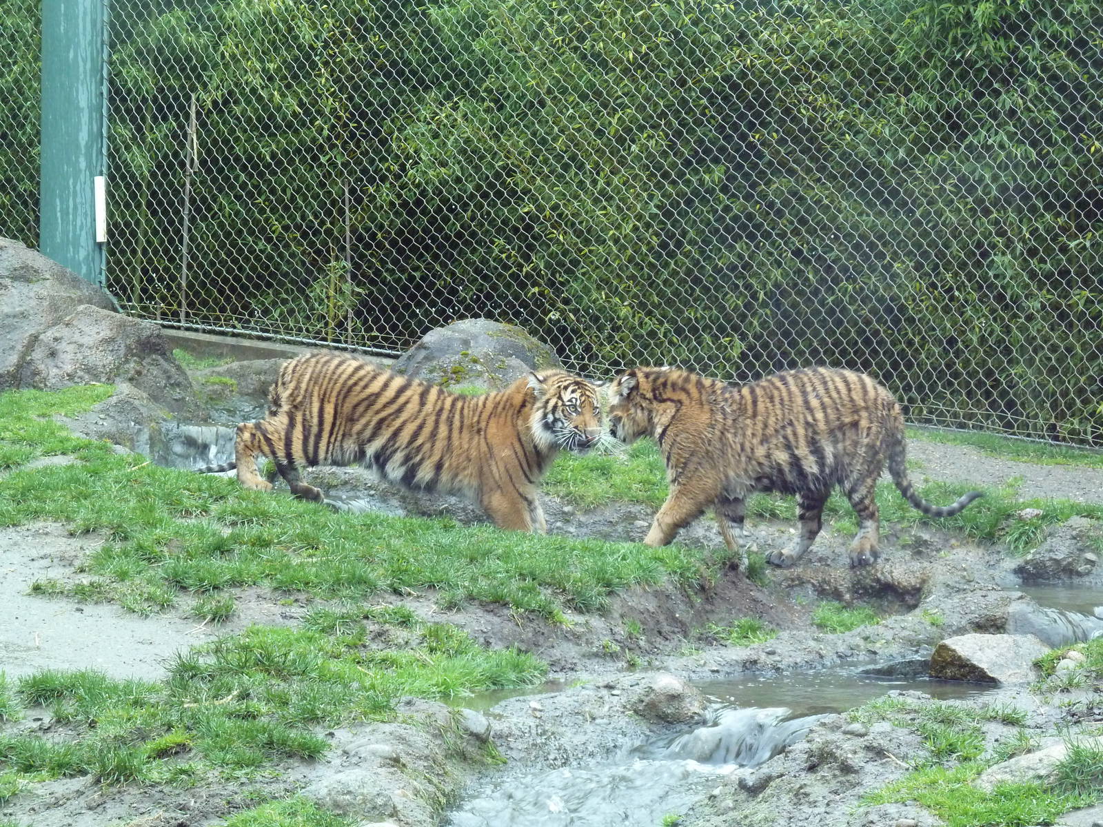Asian Forest Sanctuary - Sumatran Tiger Cubs