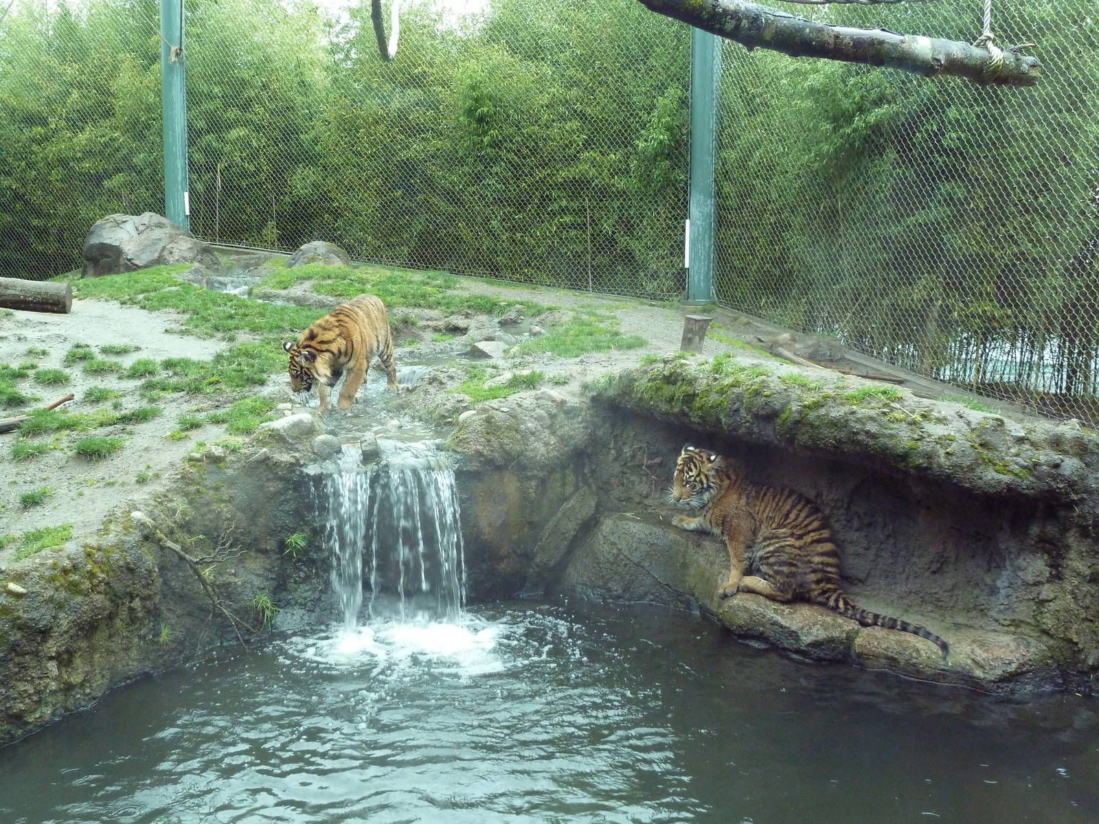 Asian Forest Sanctuary - Sumatran Tiger Cubs