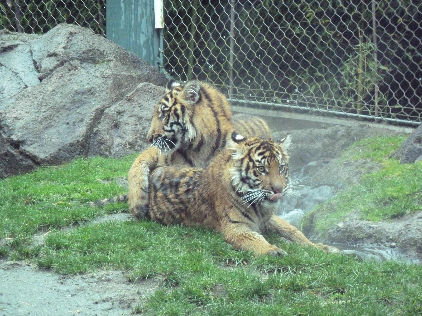 Asian Forest Sanctuary - Sumatran Tiger Cubs