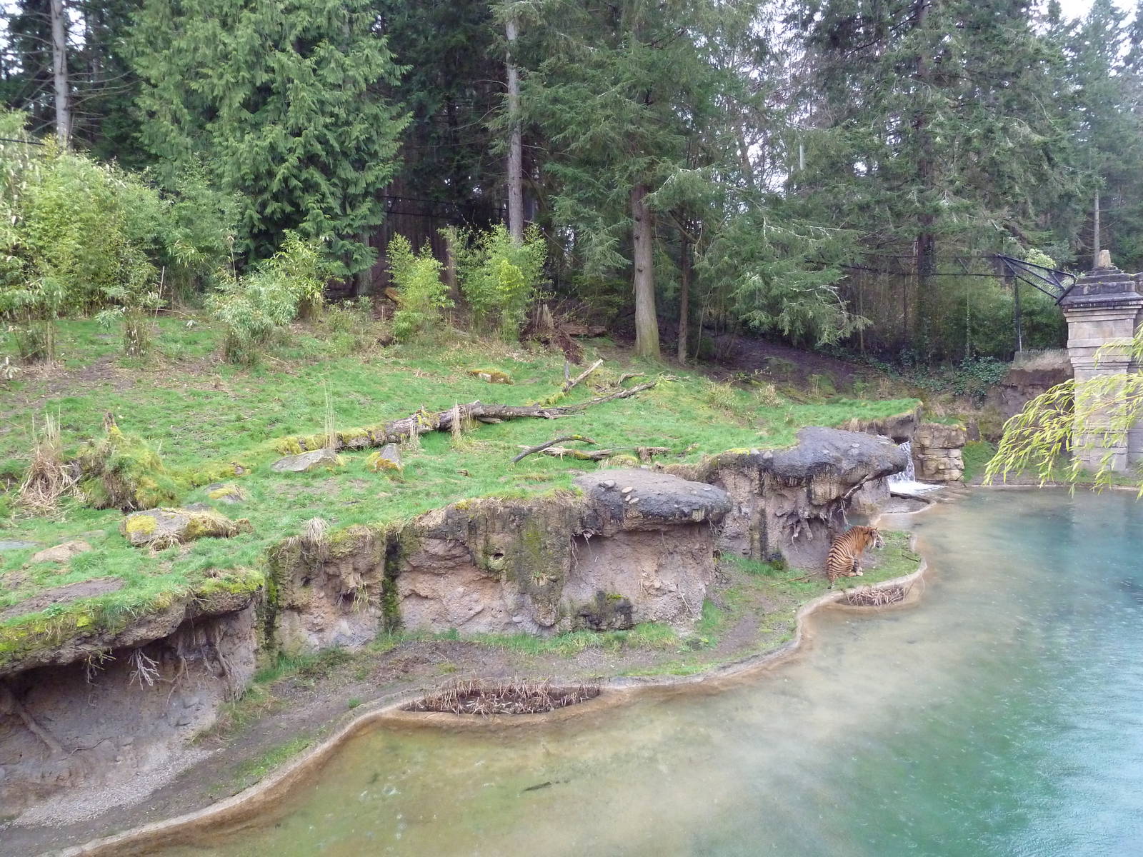 Asian Forest Sanctuary - Sumatran Tiger Exhibit