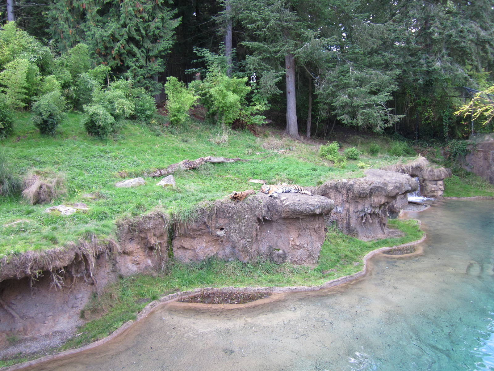 Asian Forest Sanctuary - Sumatran Tiger Exhibit