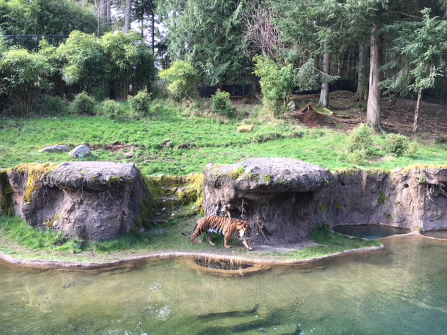 Asian Forest Sanctuary - Sumatran Tiger Exhibit