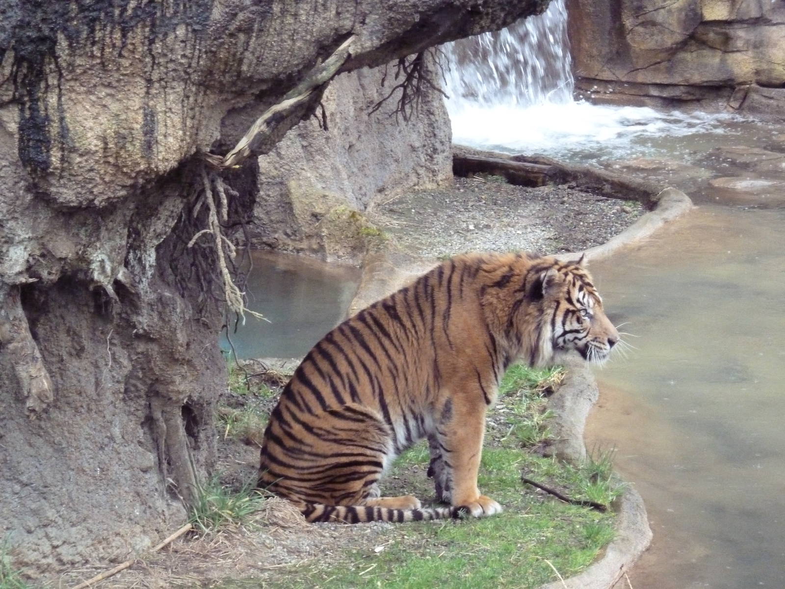Asian Forest Sanctuary - Sumatran Tiger