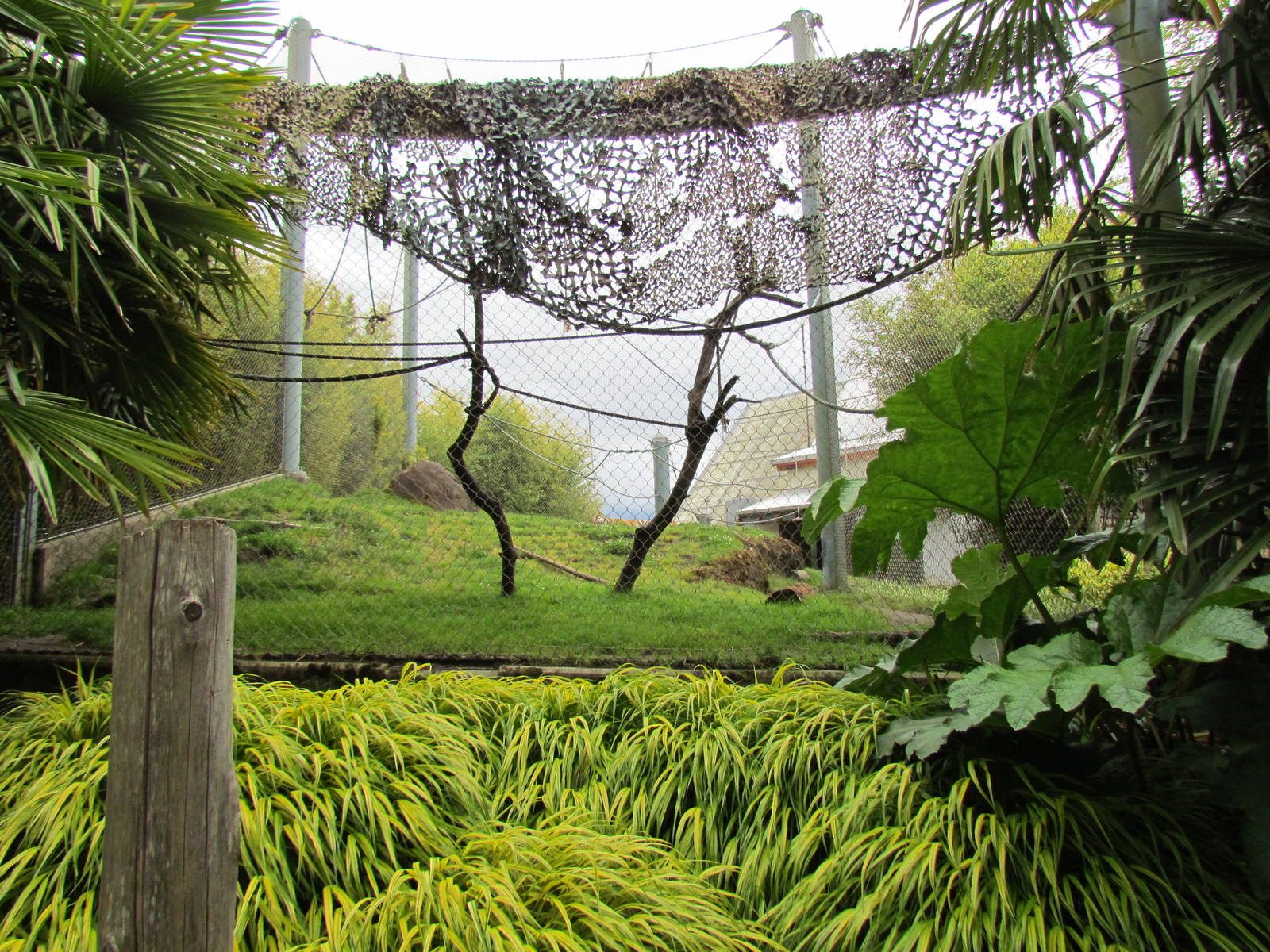 Asian Forest Sanctuary - Sumatran Tiger