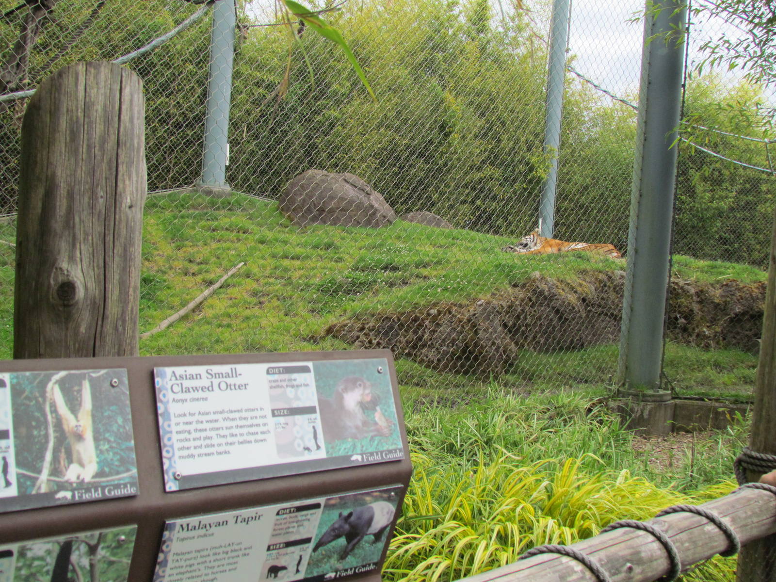 Asian Forest Sanctuary - Sumatran Tiger