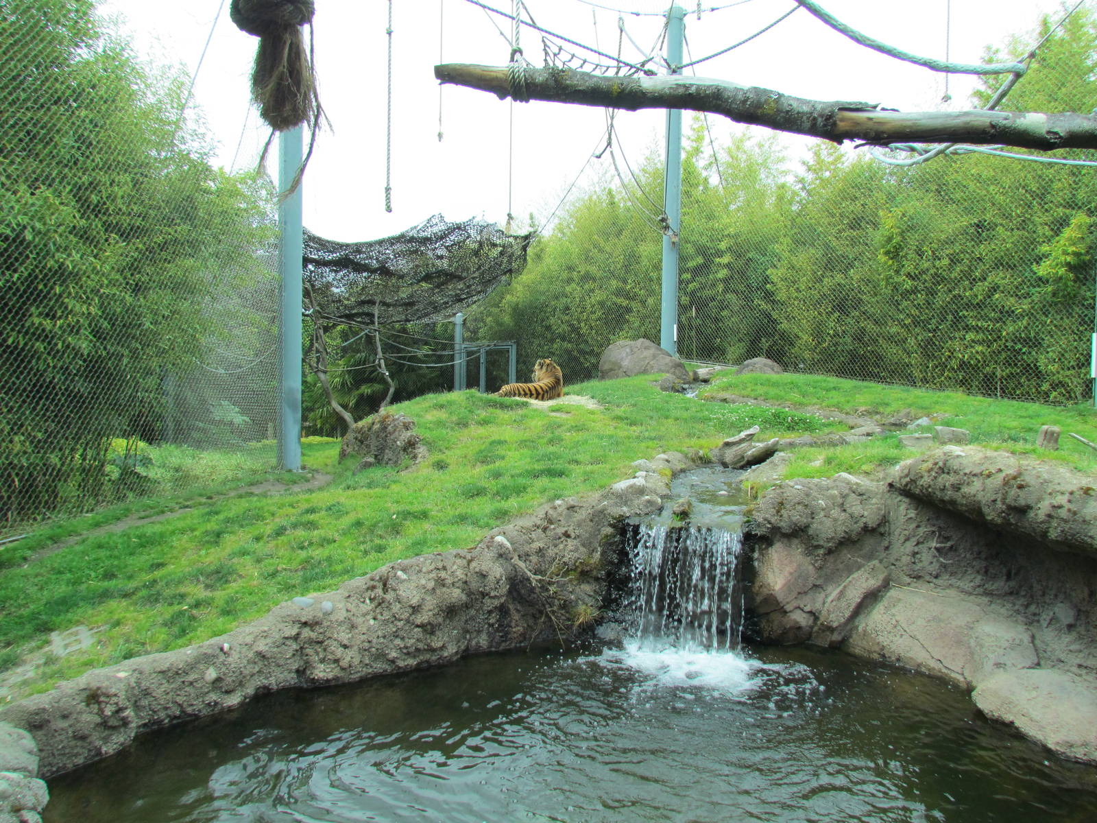 Asian Forest Sanctuary - Sumatran Tiger
