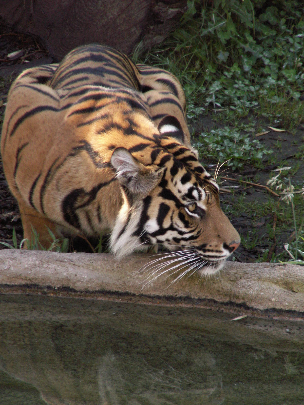 asian forest sanctuary -sumatran tiger