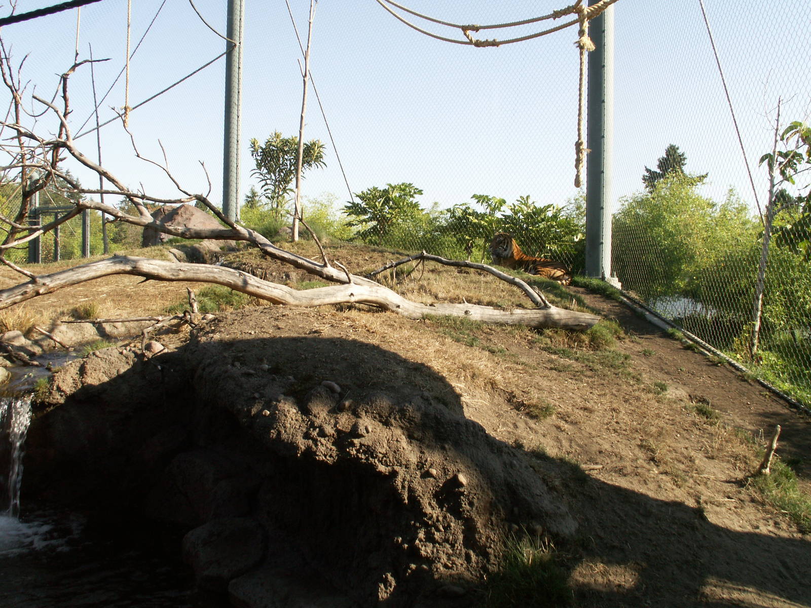 asian forest sanctuary -sumatran tiger
