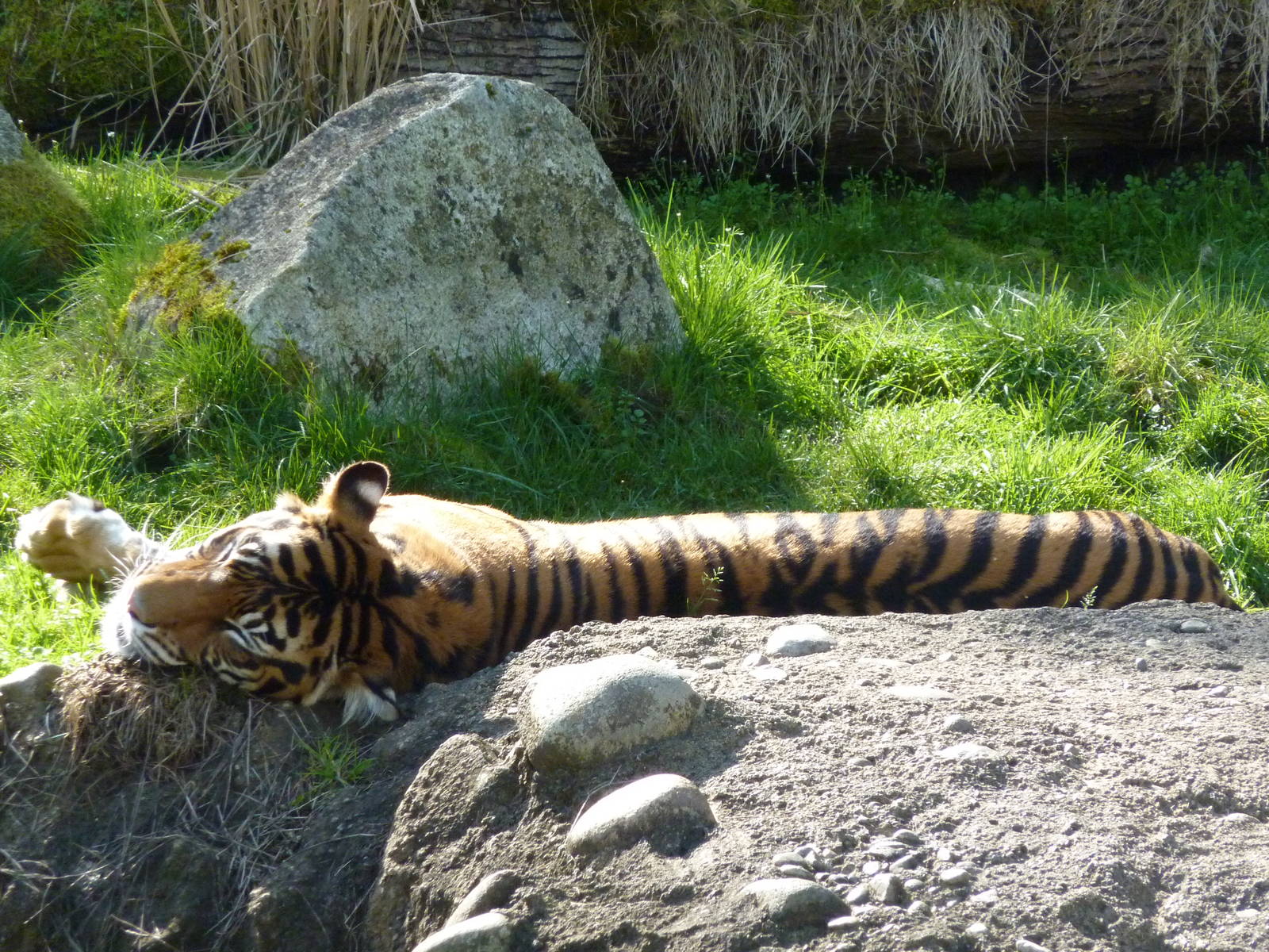 Asian Forest Sanctuary - Sumatran Tiger