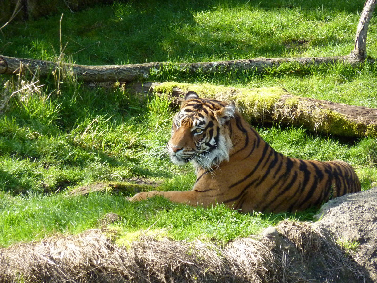 Asian Forest Sanctuary - Sumatran Tiger