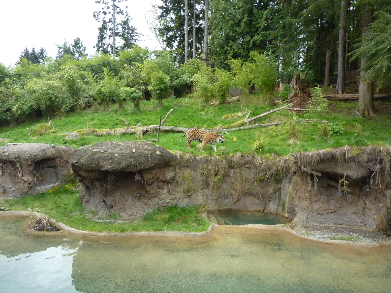 Asian Forest Sanctuary - Sumatran Tiger
