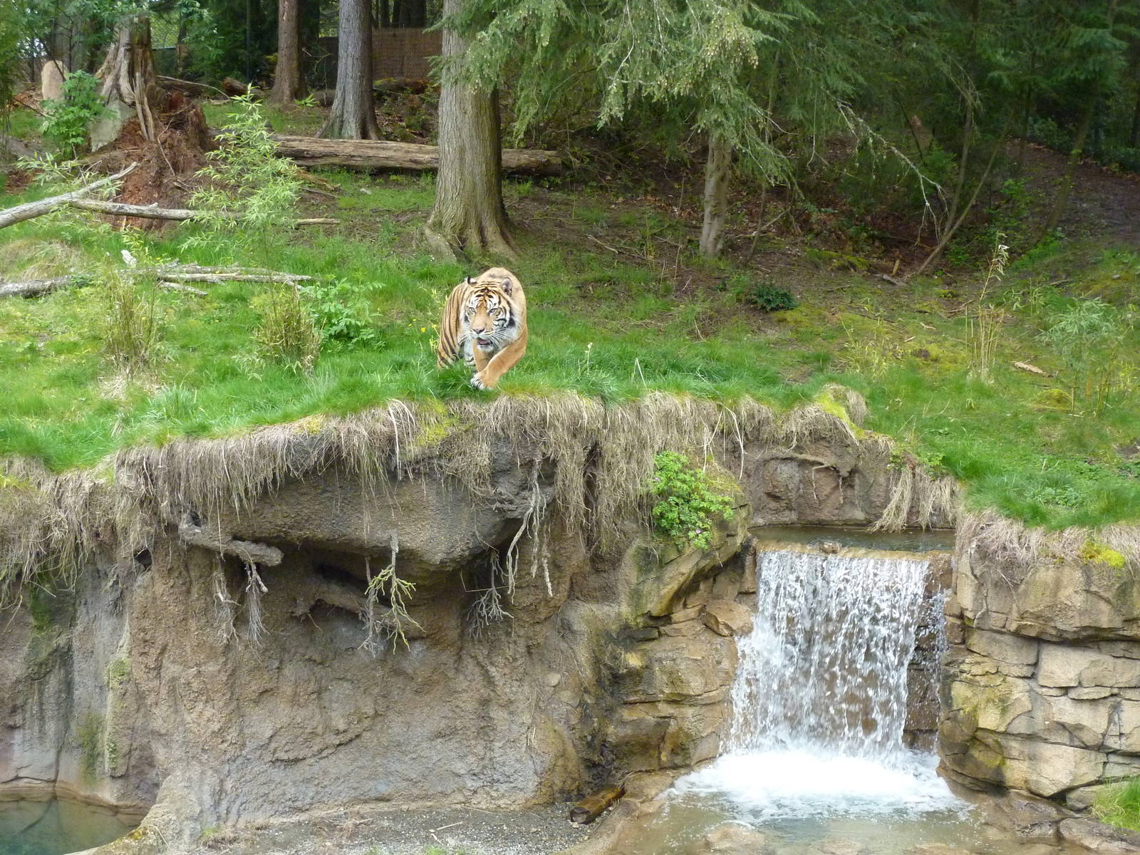 Asian Forest Sanctuary - Sumatran Tiger