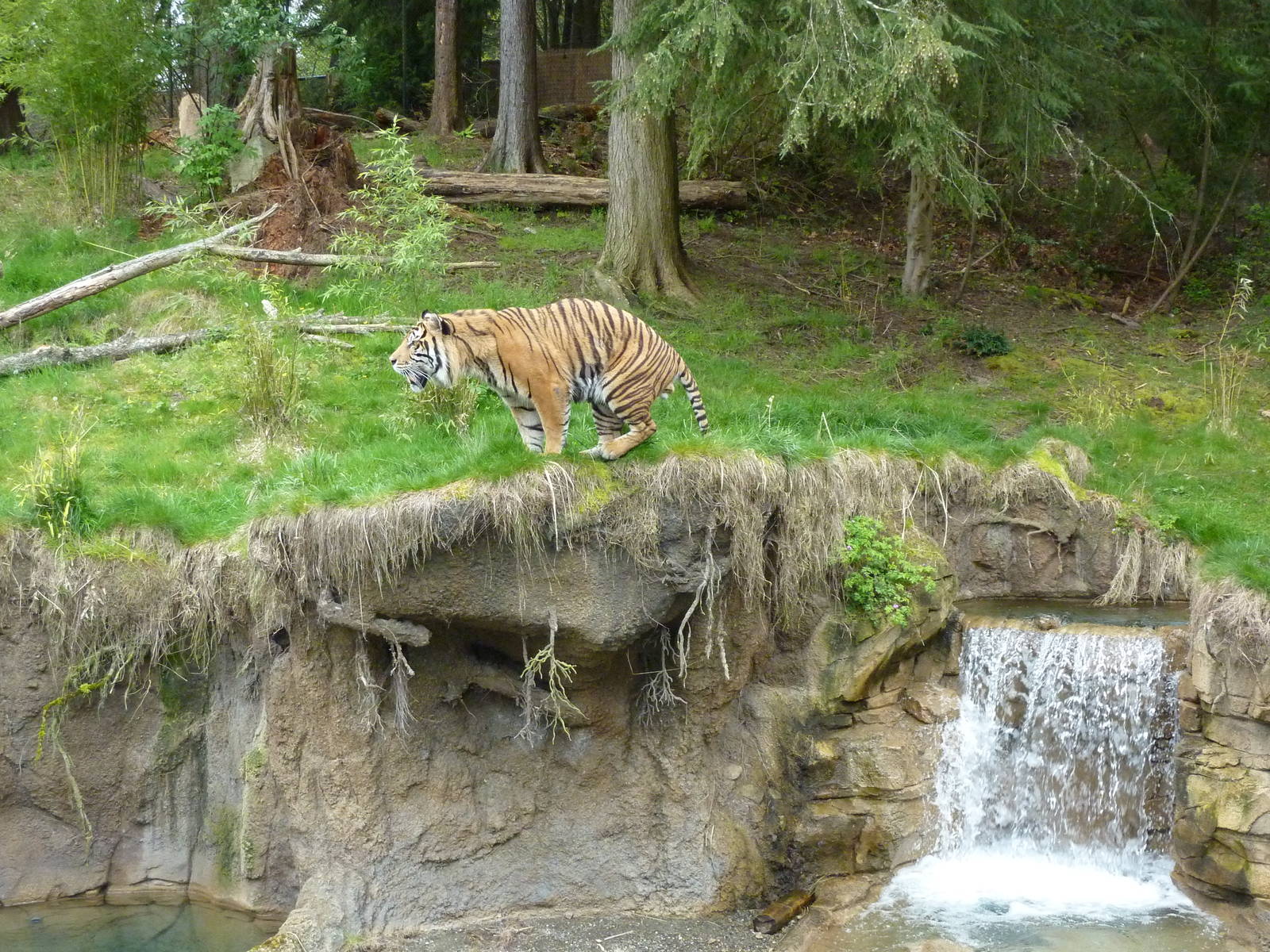 Asian Forest Sanctuary - Sumatran Tiger
