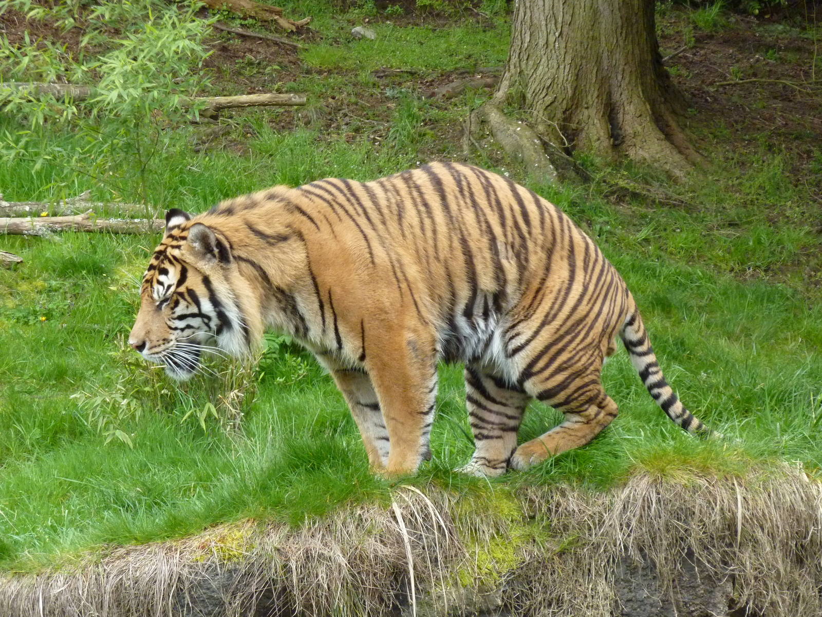 Asian Forest Sanctuary - Sumatran Tiger