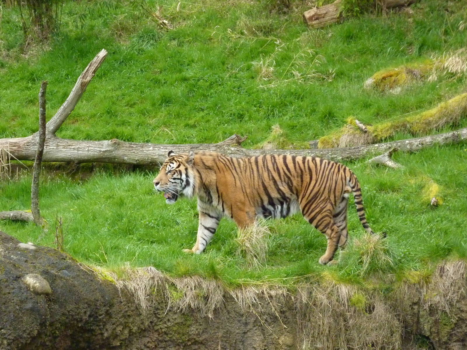 Asian Forest Sanctuary - Sumatran Tiger