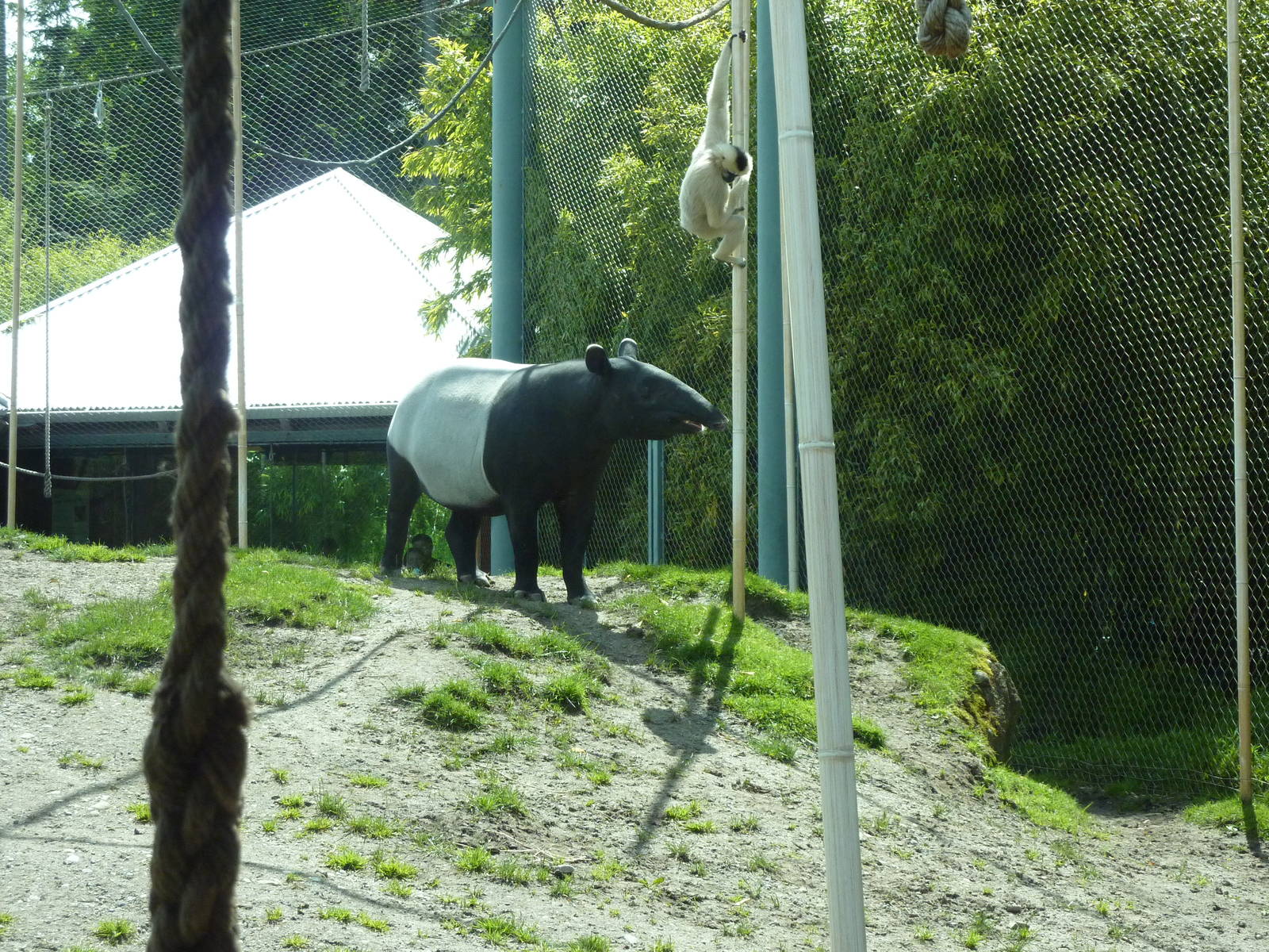 Asian Forest Sanctuary - Tapir Vs. Gibbon