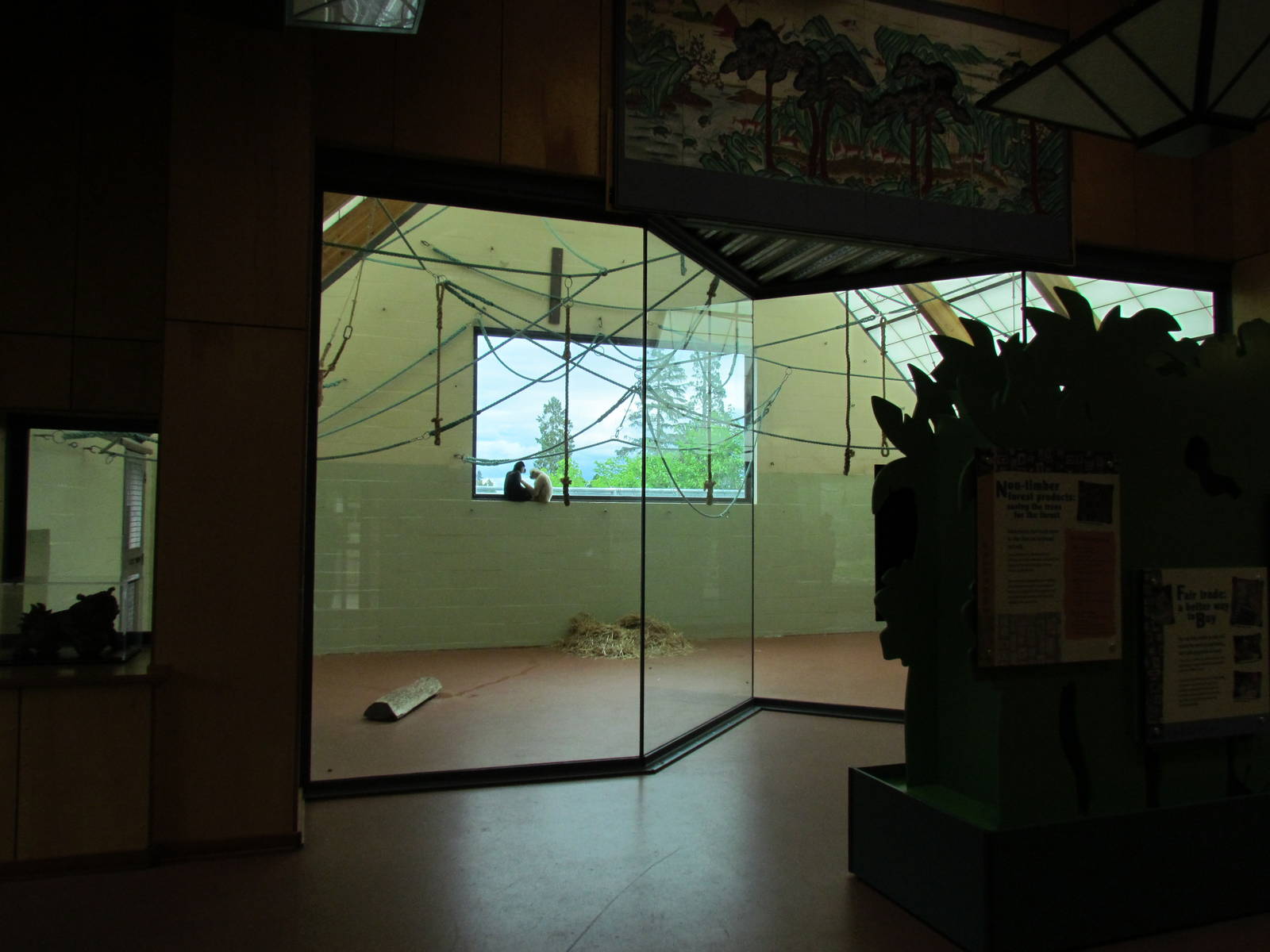 Asian Forest Sanctuary - White-cheeked Gibbon