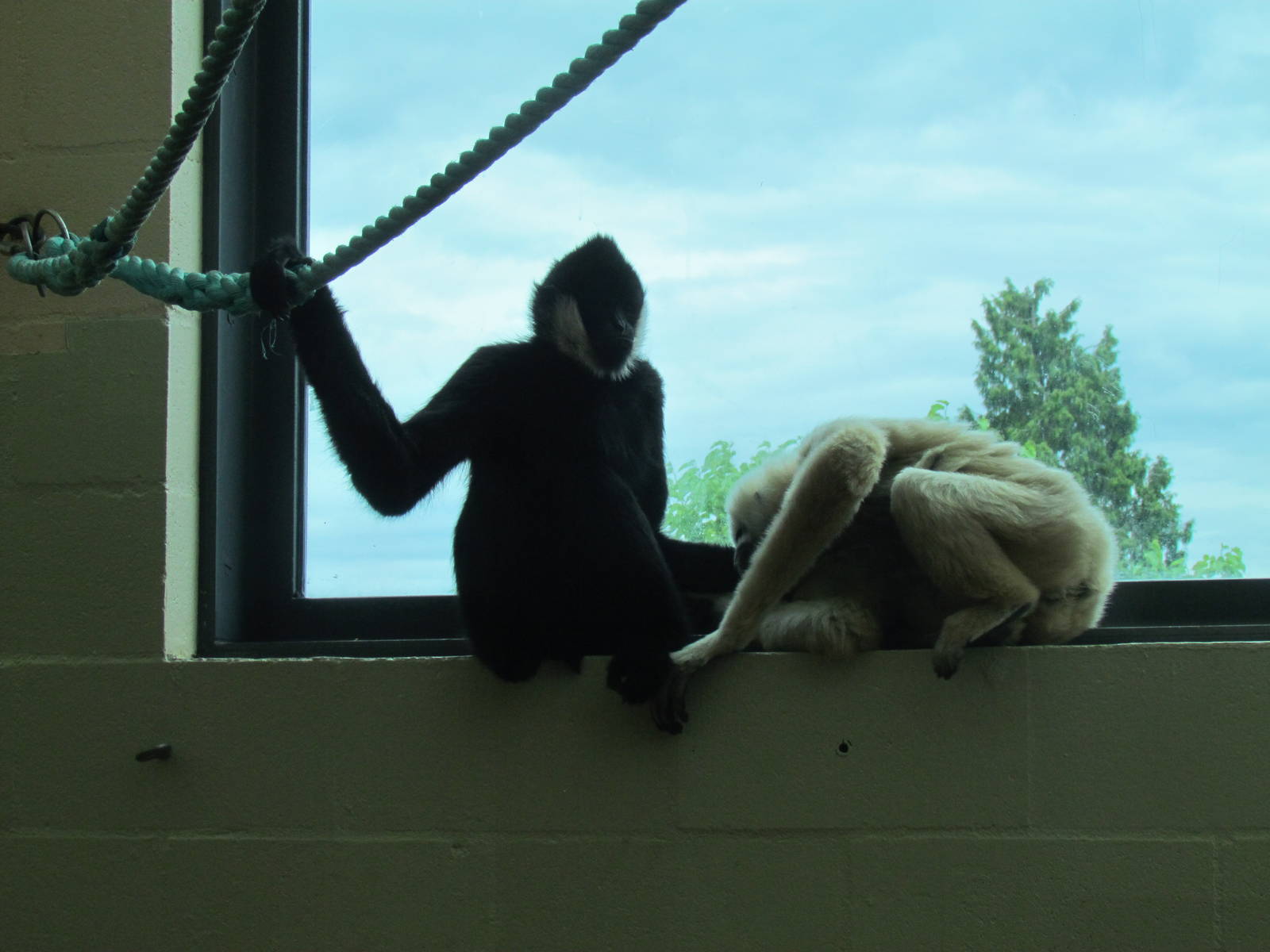 Asian Forest Sanctuary - White-cheeked Gibbon