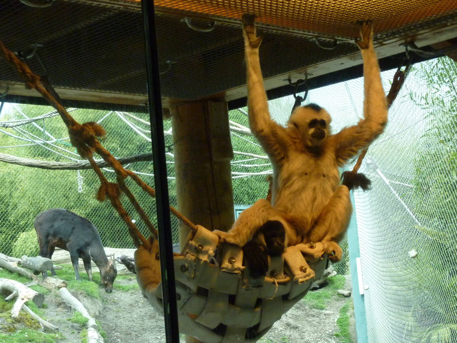 Asian Forest Sanctuary - White-Cheeked Gibbons + Anoa
