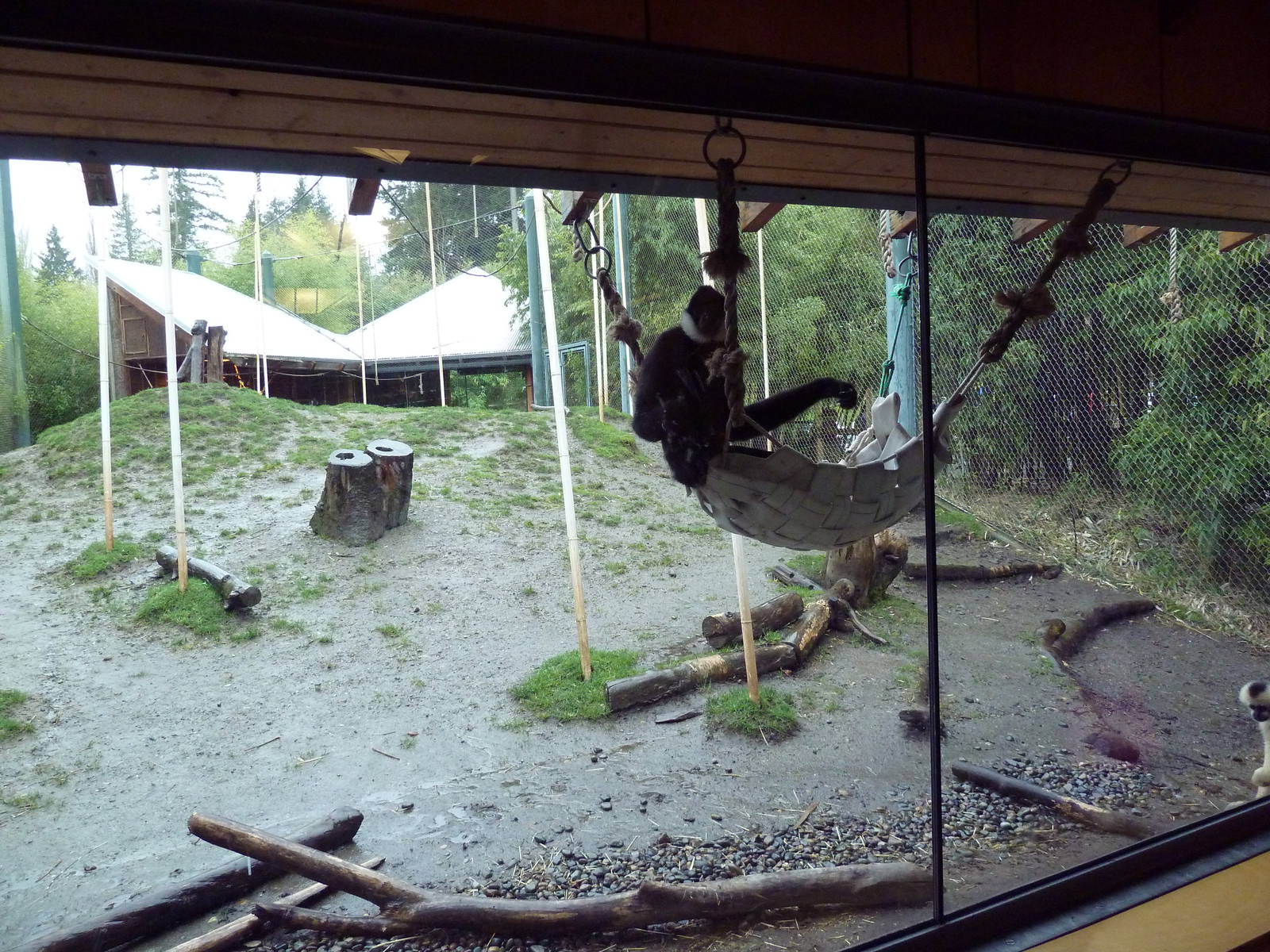 Asian Forest Sanctuary - White-Cheeked Gibbons