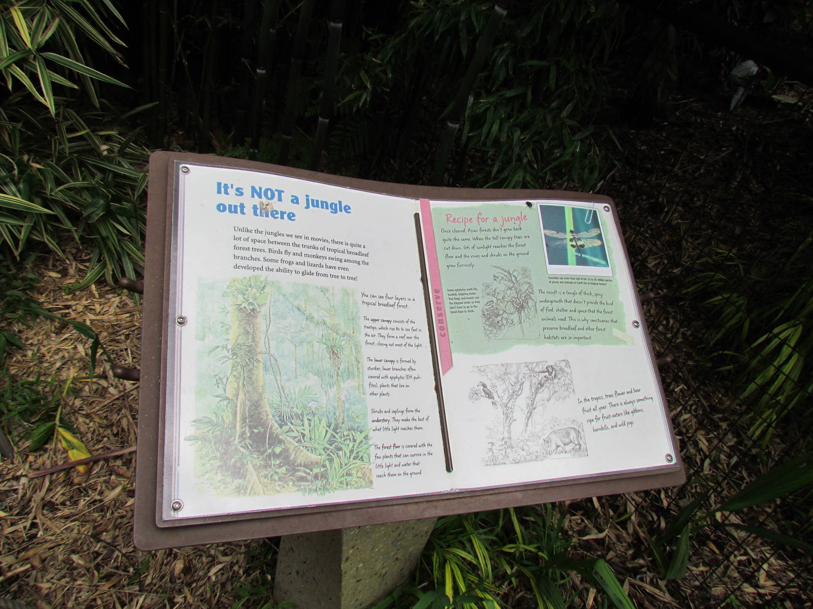 Asian Forest Sanctuary