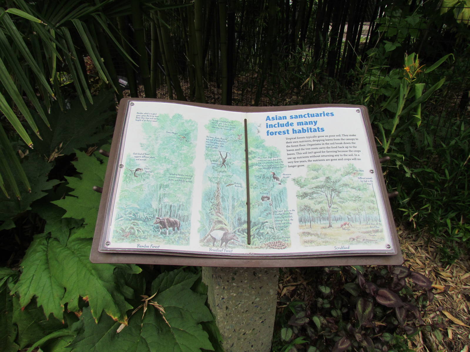 Asian Forest Sanctuary