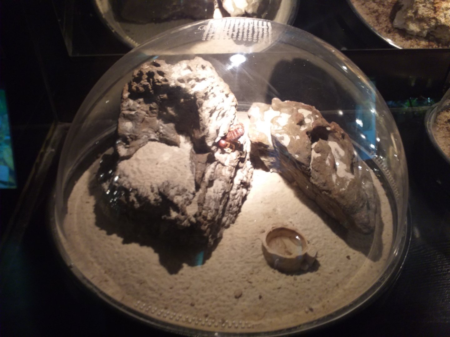 Asian forest scorpion exhibit -TerraNatura Benidorm (2021)