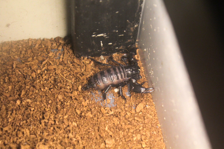 Asian forest scorpion (Heterometrus cf. longimanus longimanus) - Suraloka Interactive Zoo