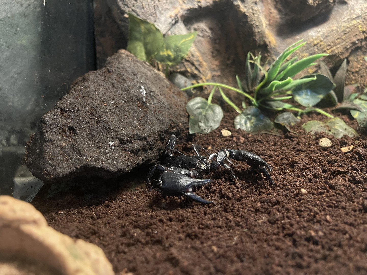 asian forest scorpion (heterometrus spinifer) (1)