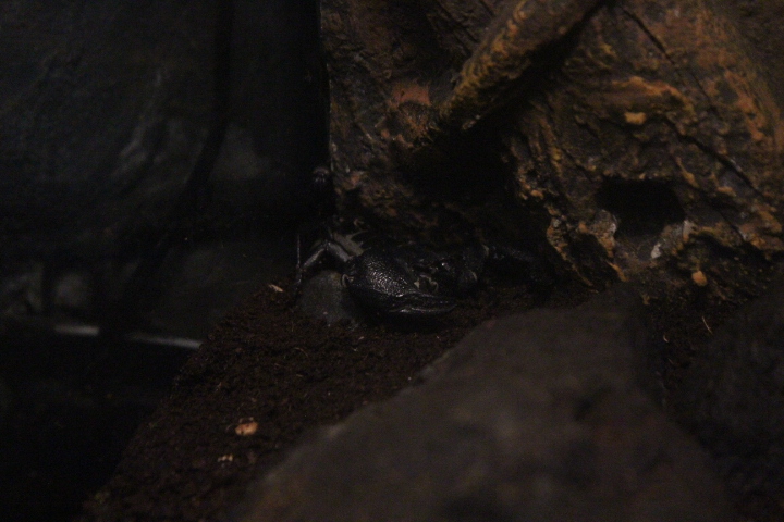 Asian forest scorpion (Heterometrus spinifer)