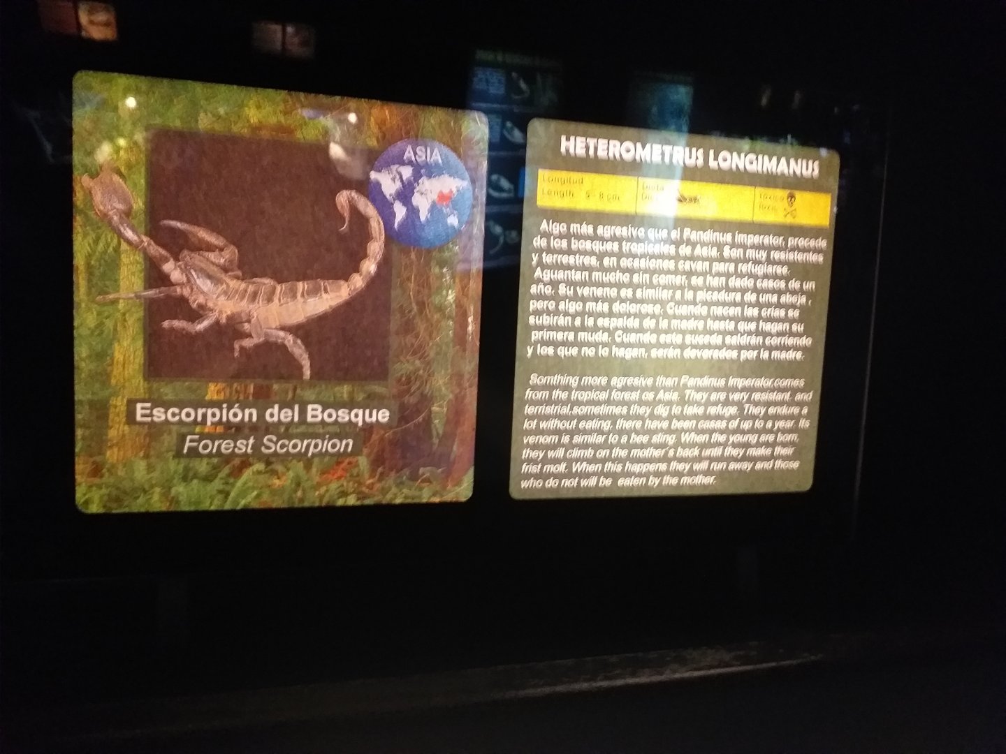 Asian forest scorpion sign -TerraNatura Benidorm (2021)
