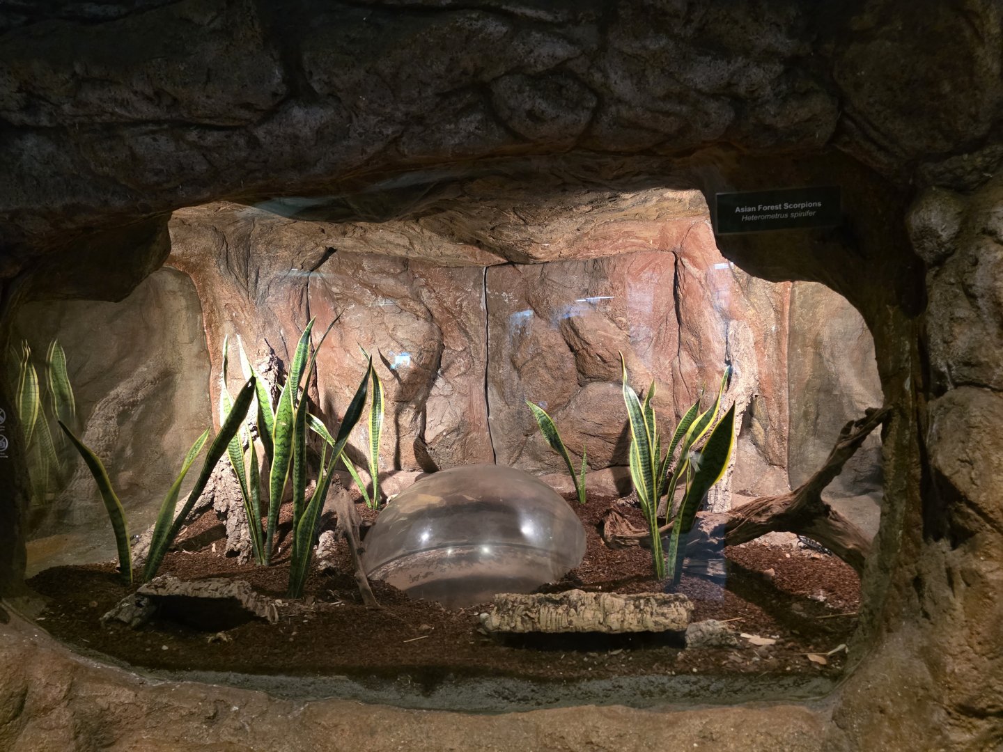 Asian Forest Scorpion tank