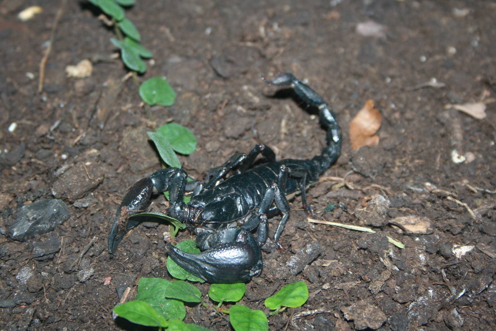 Asian forest scorpion