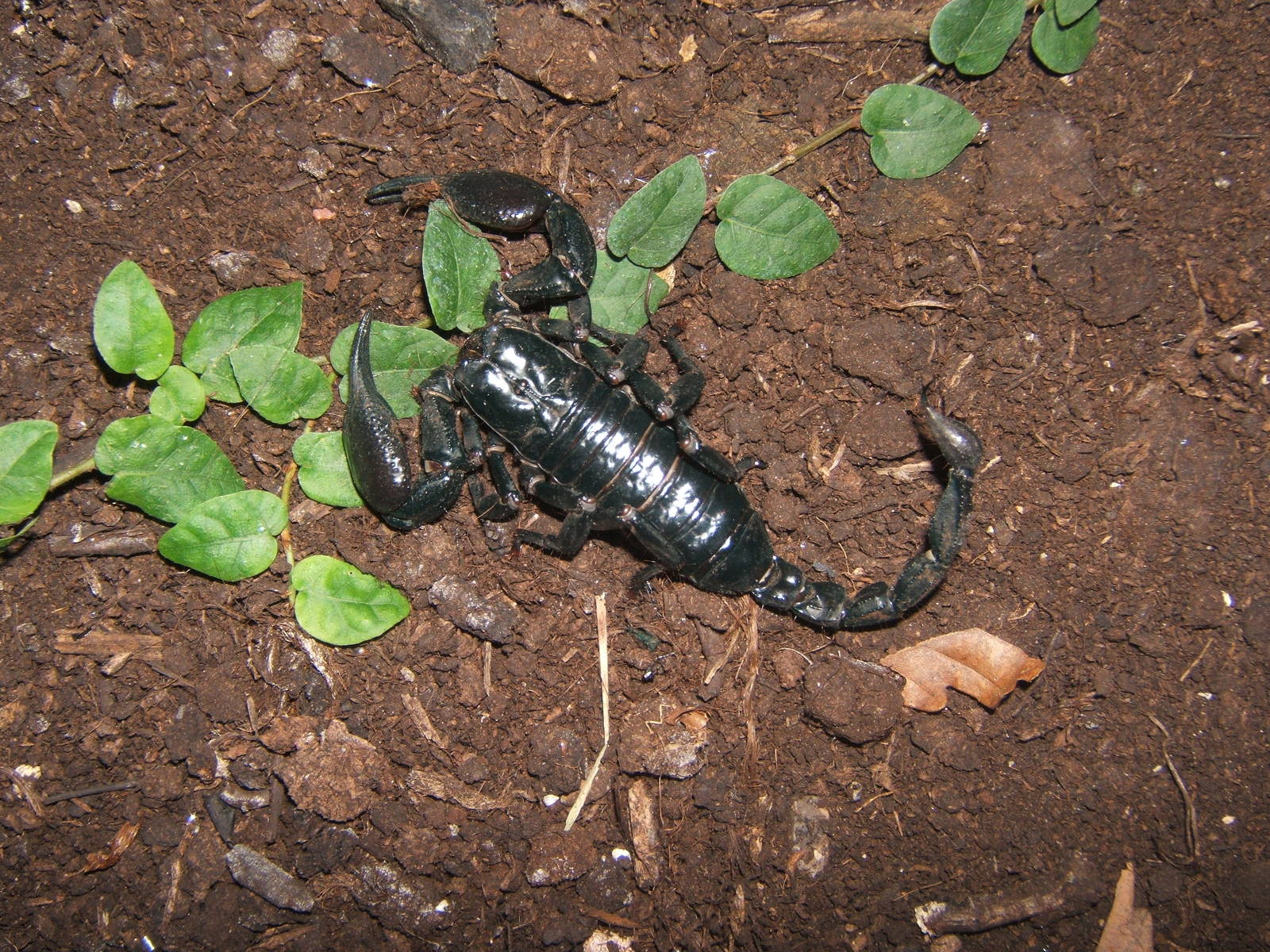 Asian Forest Scorpion