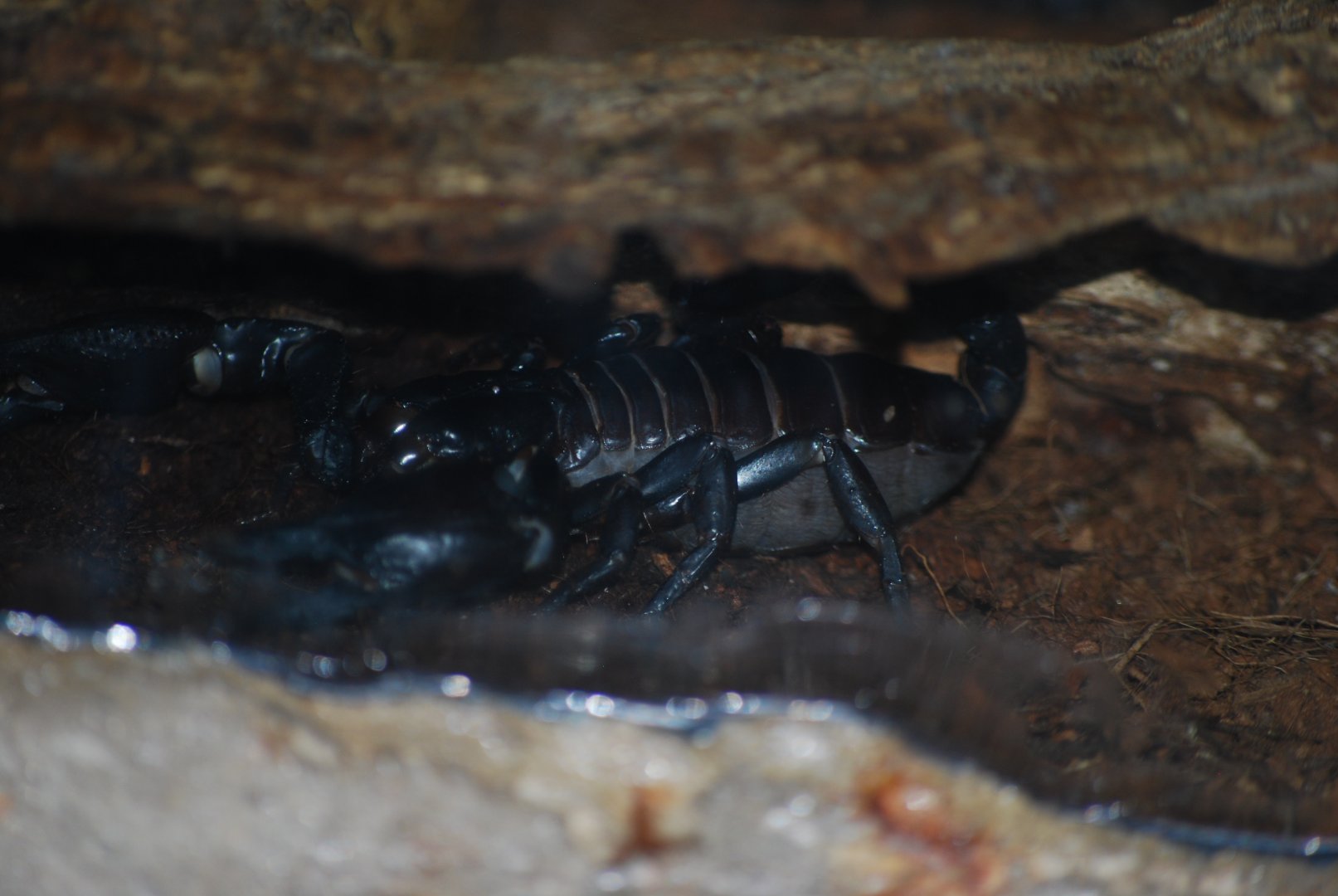 Asian Forest Scorpion