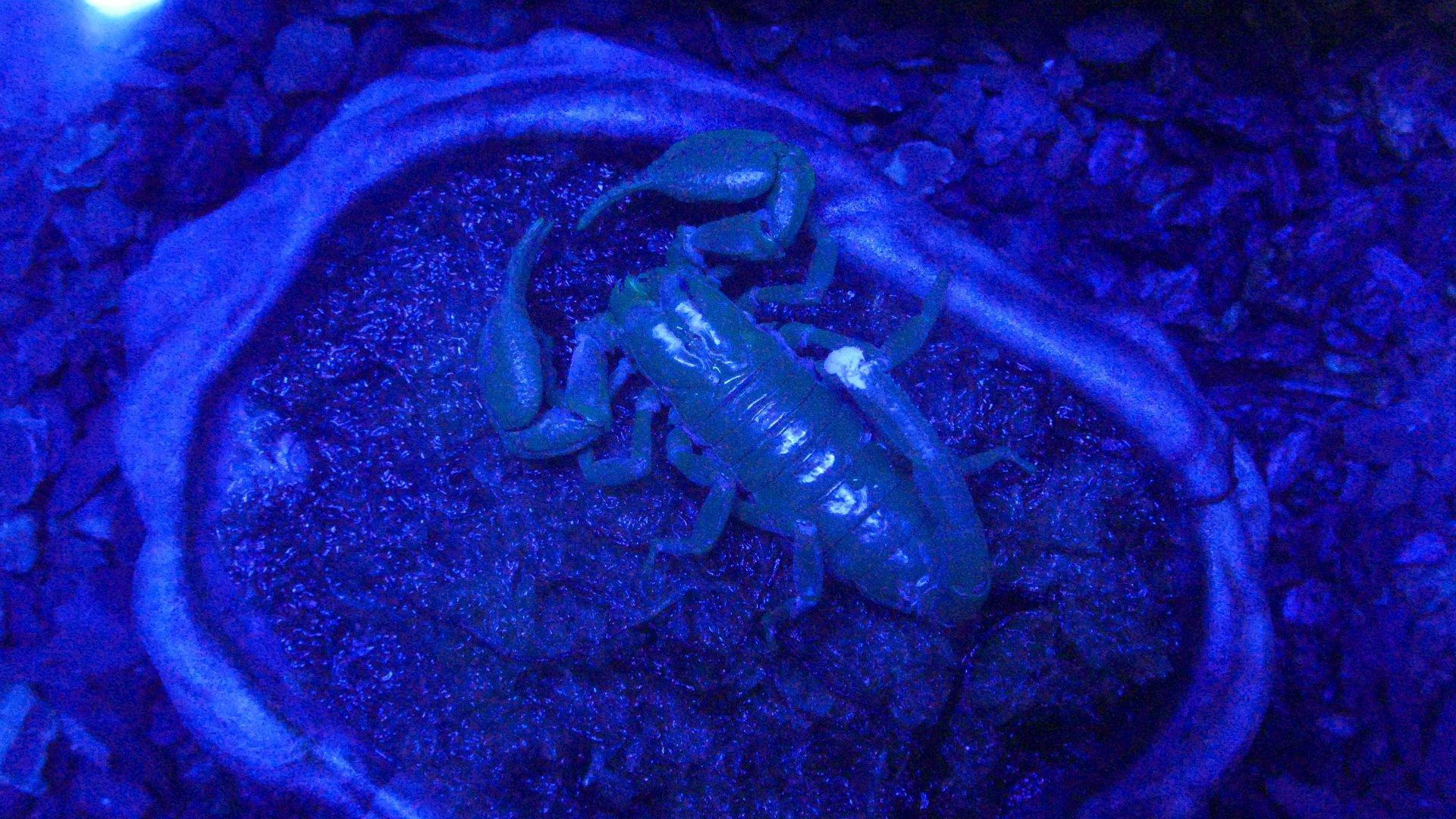 Asian Forest Scorpion