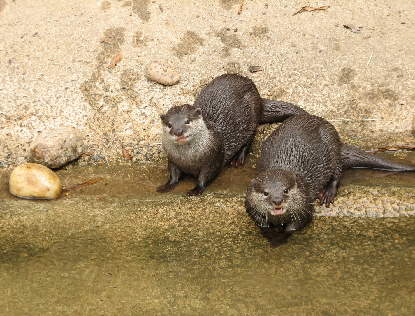 Asian Forest - Small Clawed Otters
