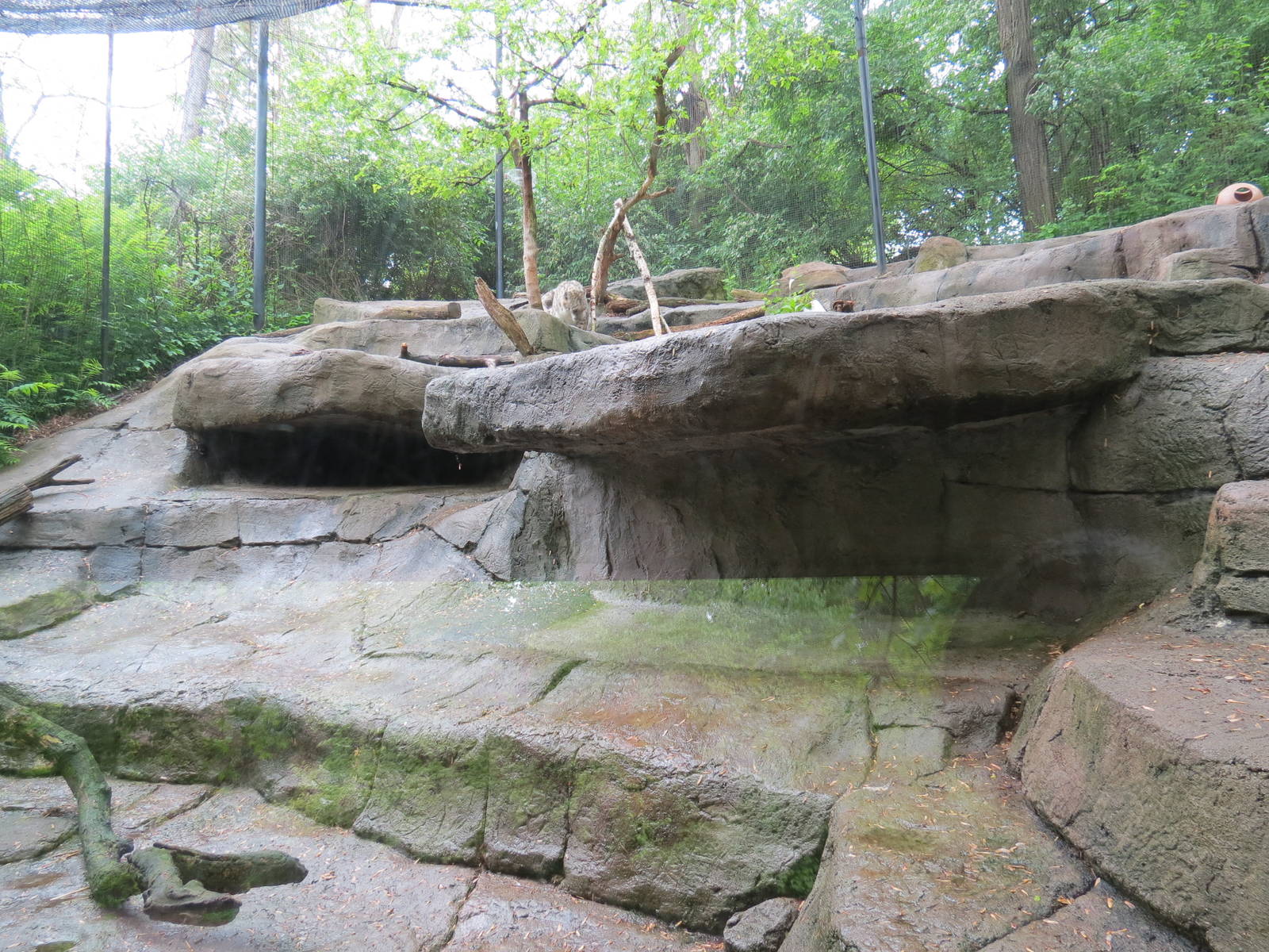 Asian Forest - Snow Leopard Exhibit
