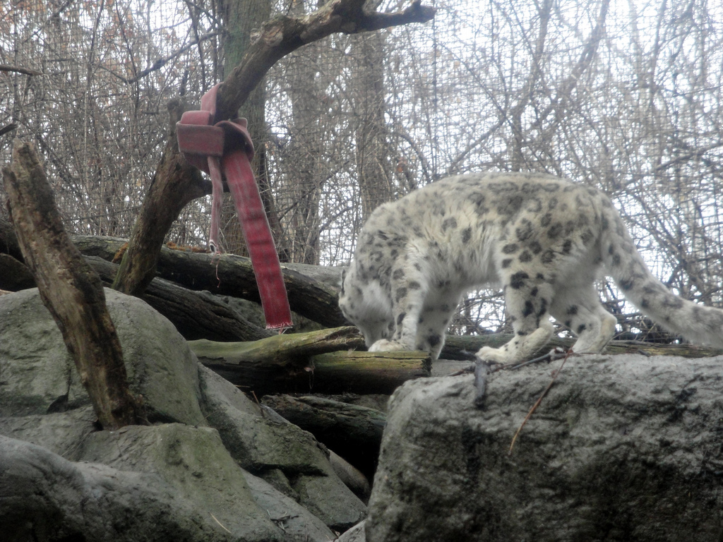Asian Forest - Snow Leopard