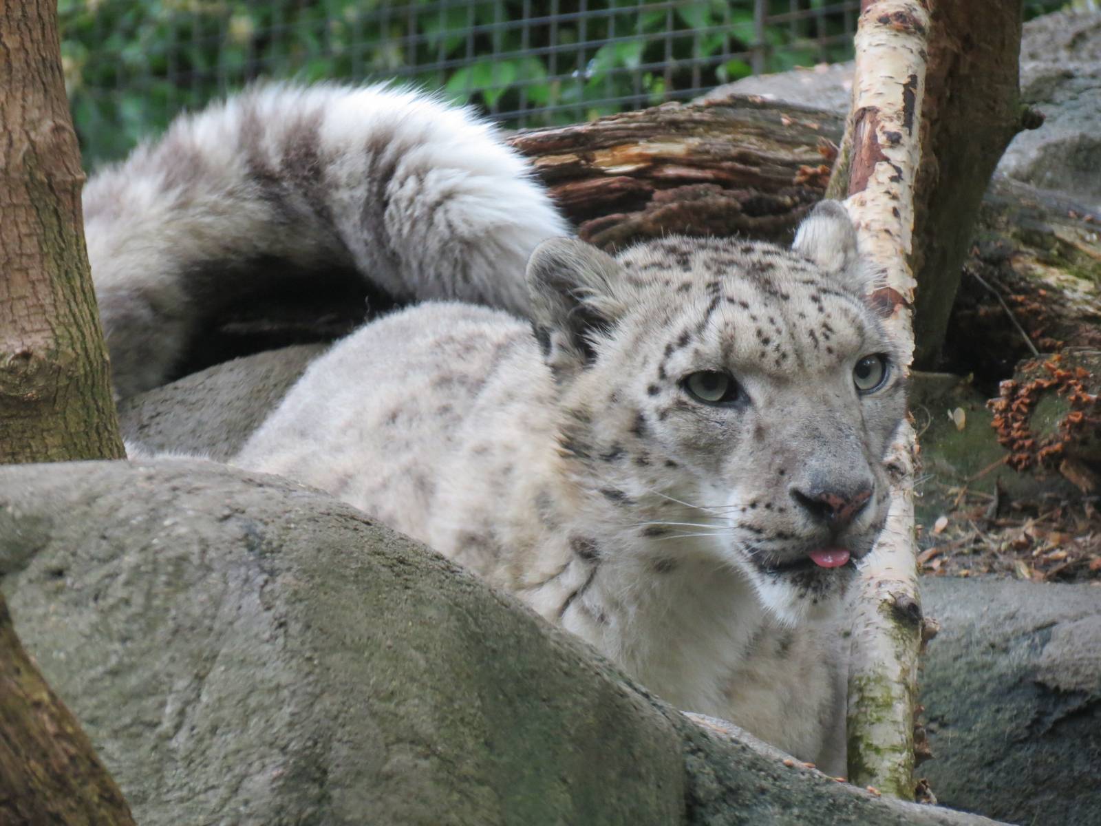 Asian Forest - Snow Leopard