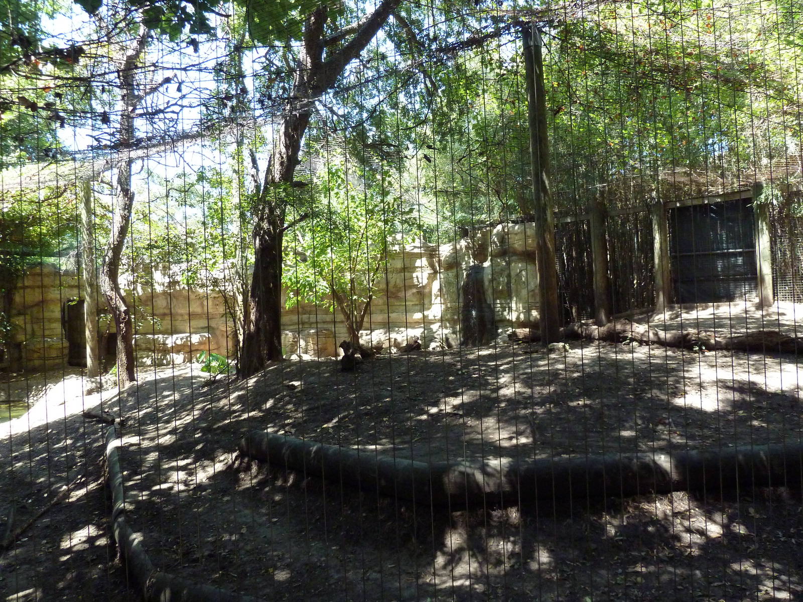 Asian Forest - Sumatran Tiger Exhibit
